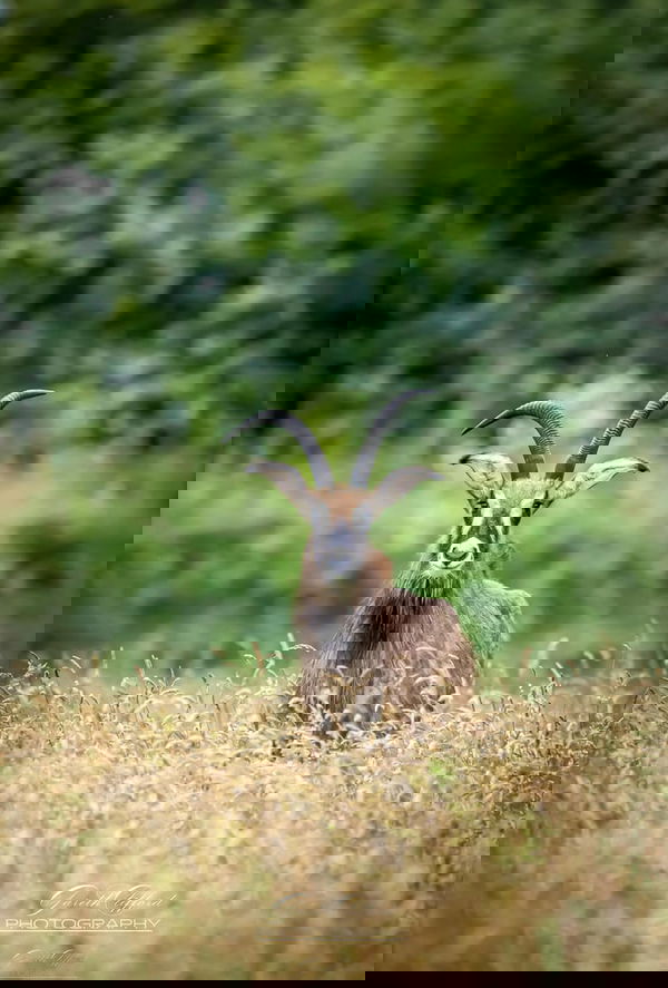 Roan