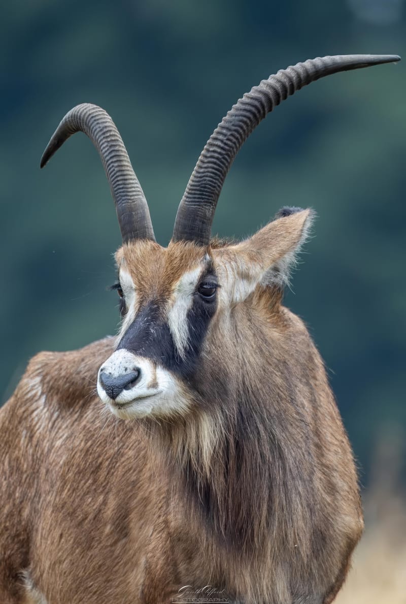 Roan