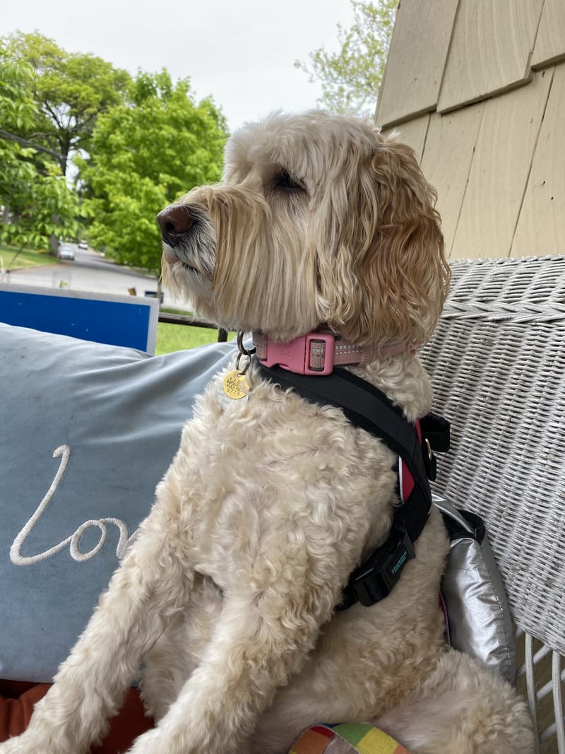 House Sitting at your Home