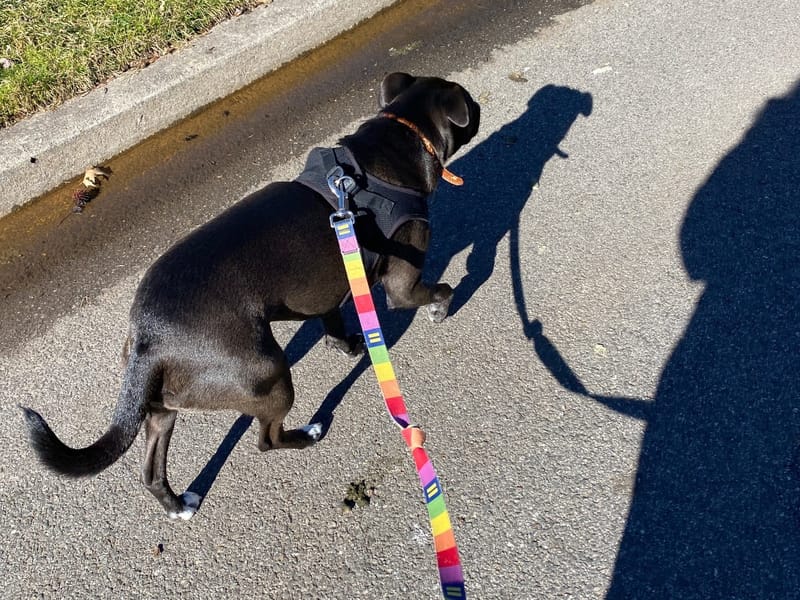 3 Mile Run in Glen Rock