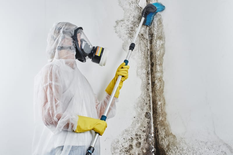 Mould Treatment
