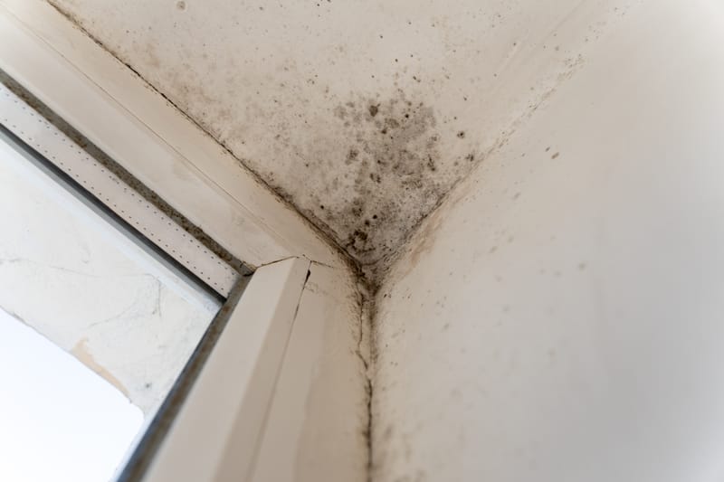 Comprehensive Damp Management