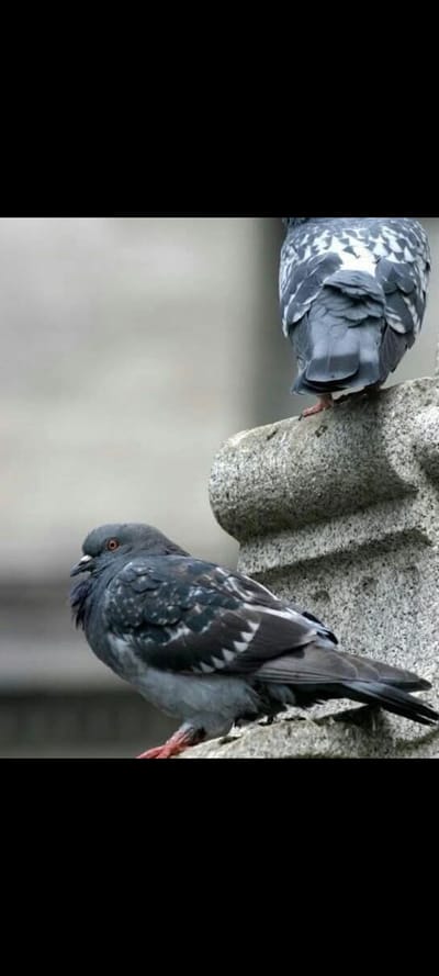 شركة مكافحة الحمام والطيور طرد الحمام من الشبابيك