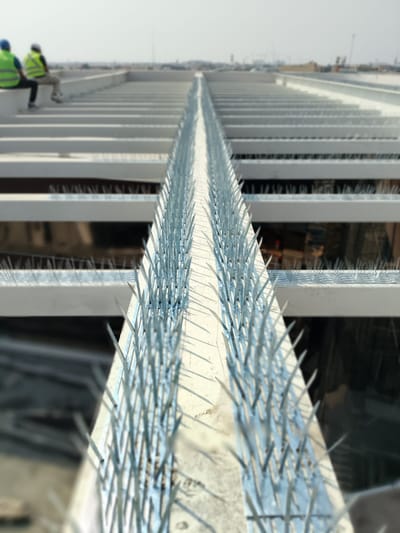 طرد الحمام من الشبابيك والاسطح