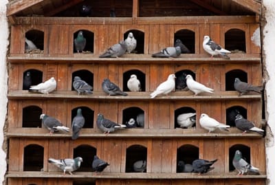 أفضل الطرق لتجنب تواجد الحمام في المنازل