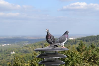 أدوات وحلول مبتكرة لطرد الحمام