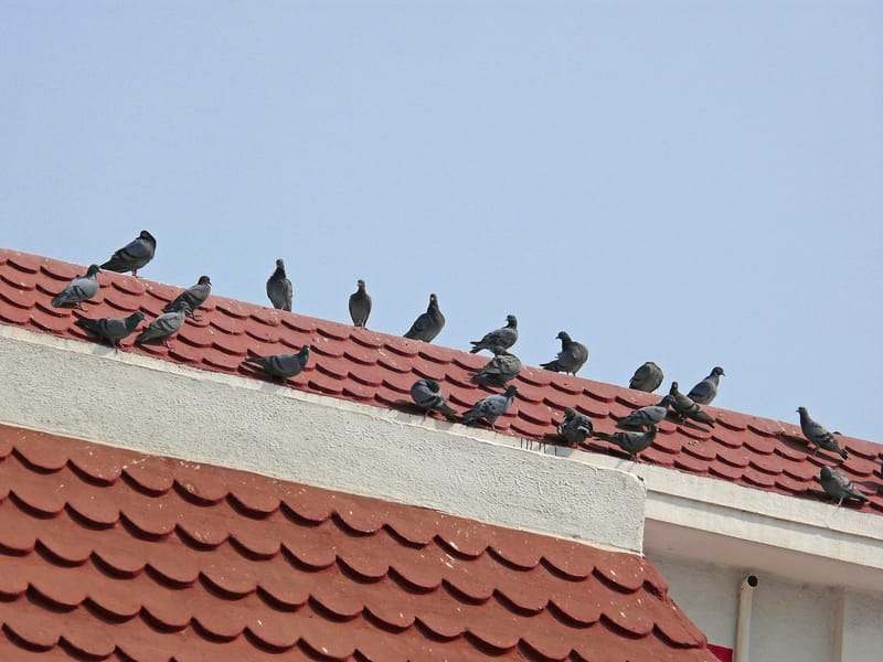 تركيب طارد الحمام