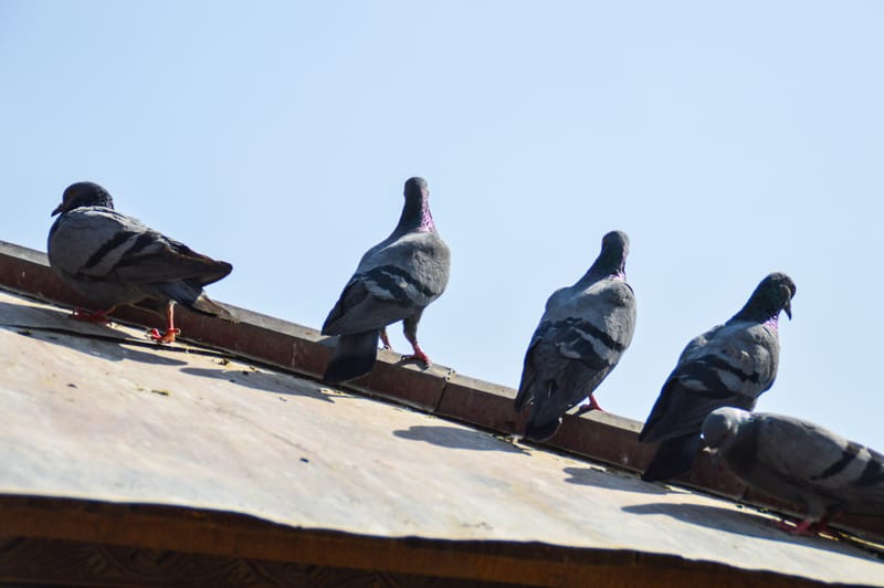 مكافحة الحمام