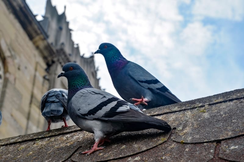 شركة طارد الحمام