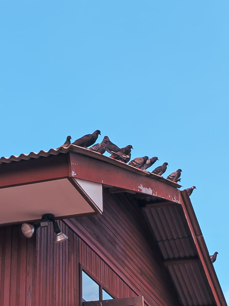 طرد الحمام من البيت