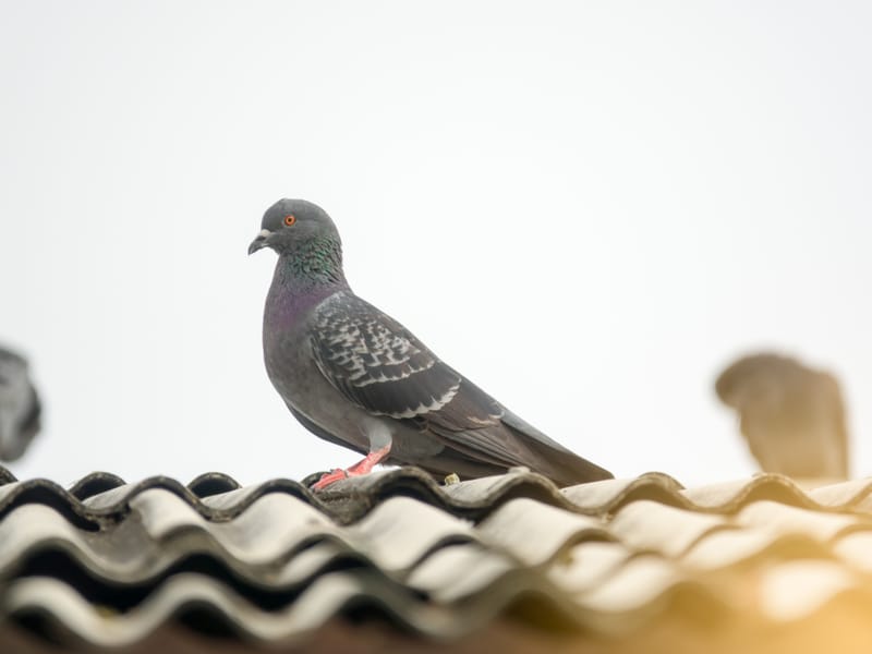 طرد الحمام من المكيفات