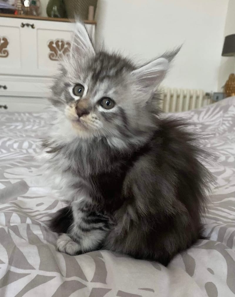 NOS CHATONS PARTIRONT A 12 SEMAINES AVEC :