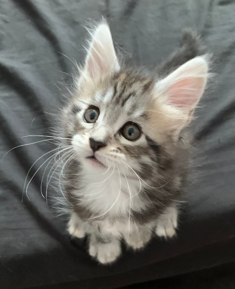 BELLA de Dana Cat Forever