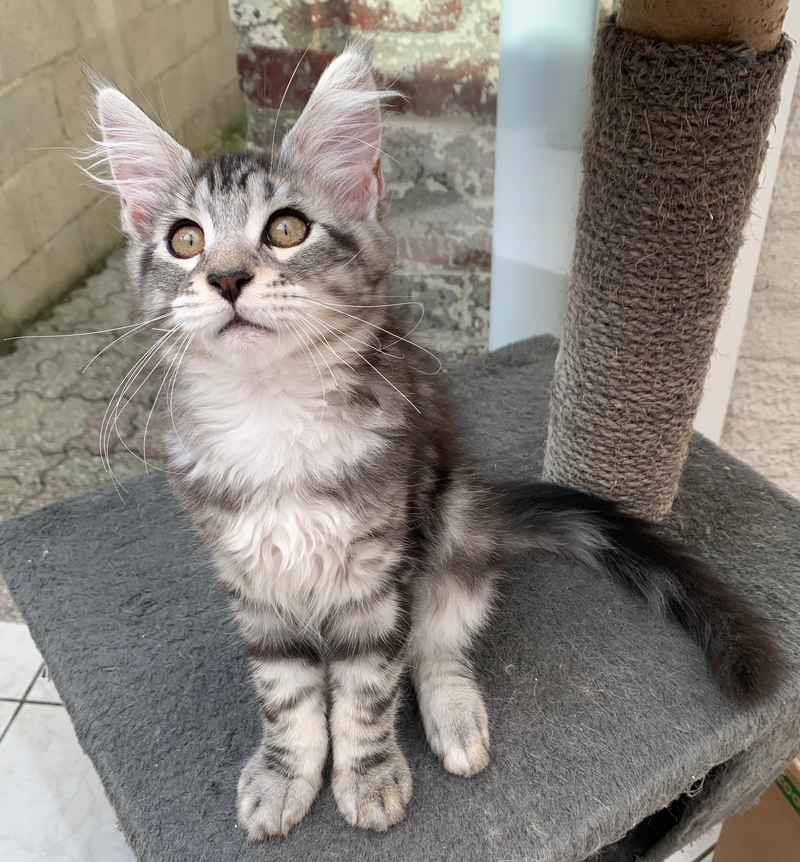 BELLA de Dana Cat Forever