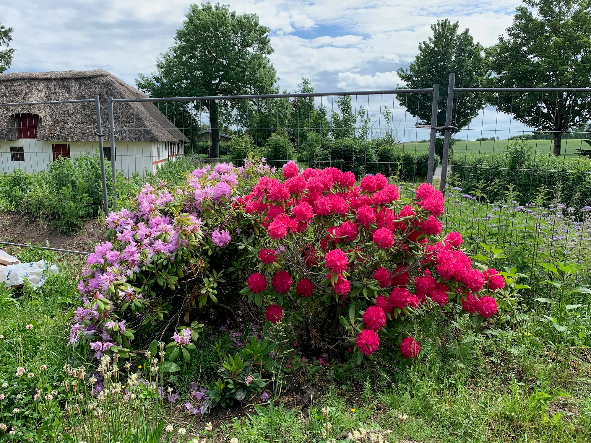 Haven blomstrer