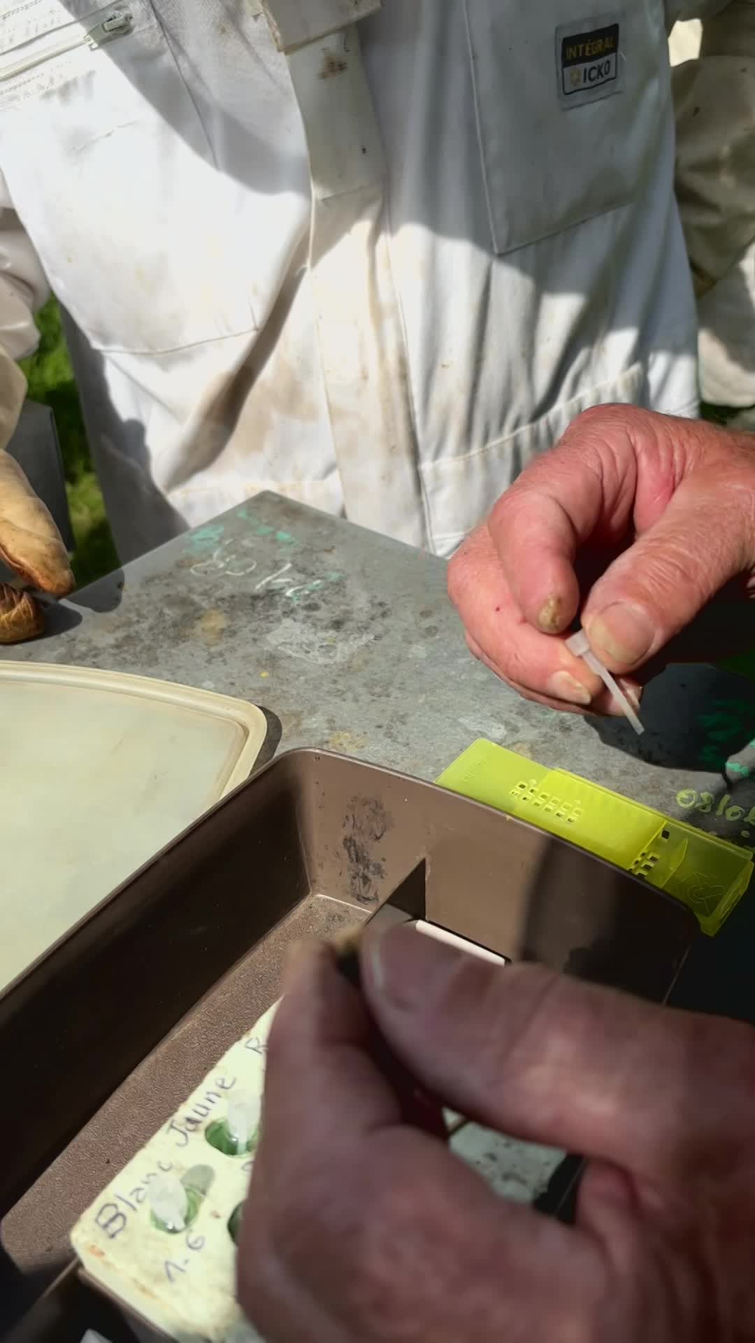 Marquage d'une reine