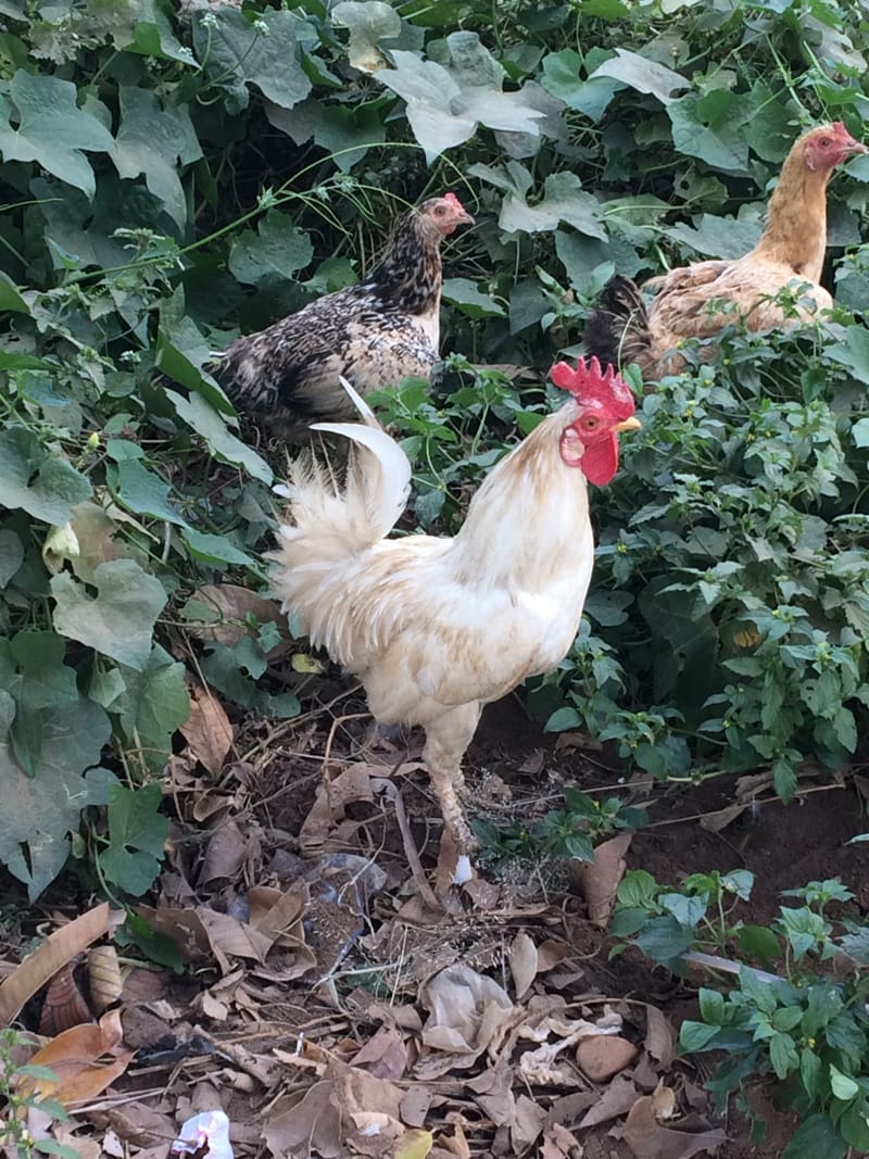 Poultry Farming (partially funded)