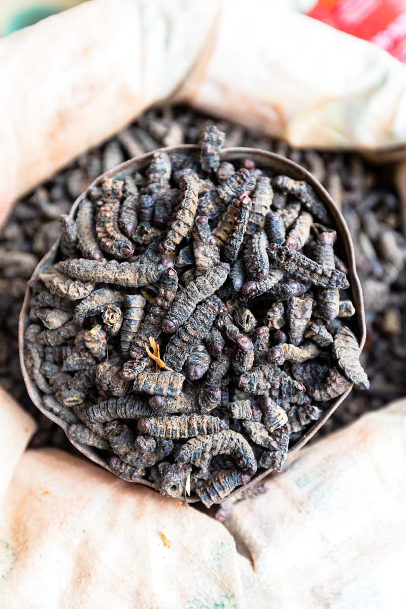 Benefits of Black Soldier Flies (BSF) Farming