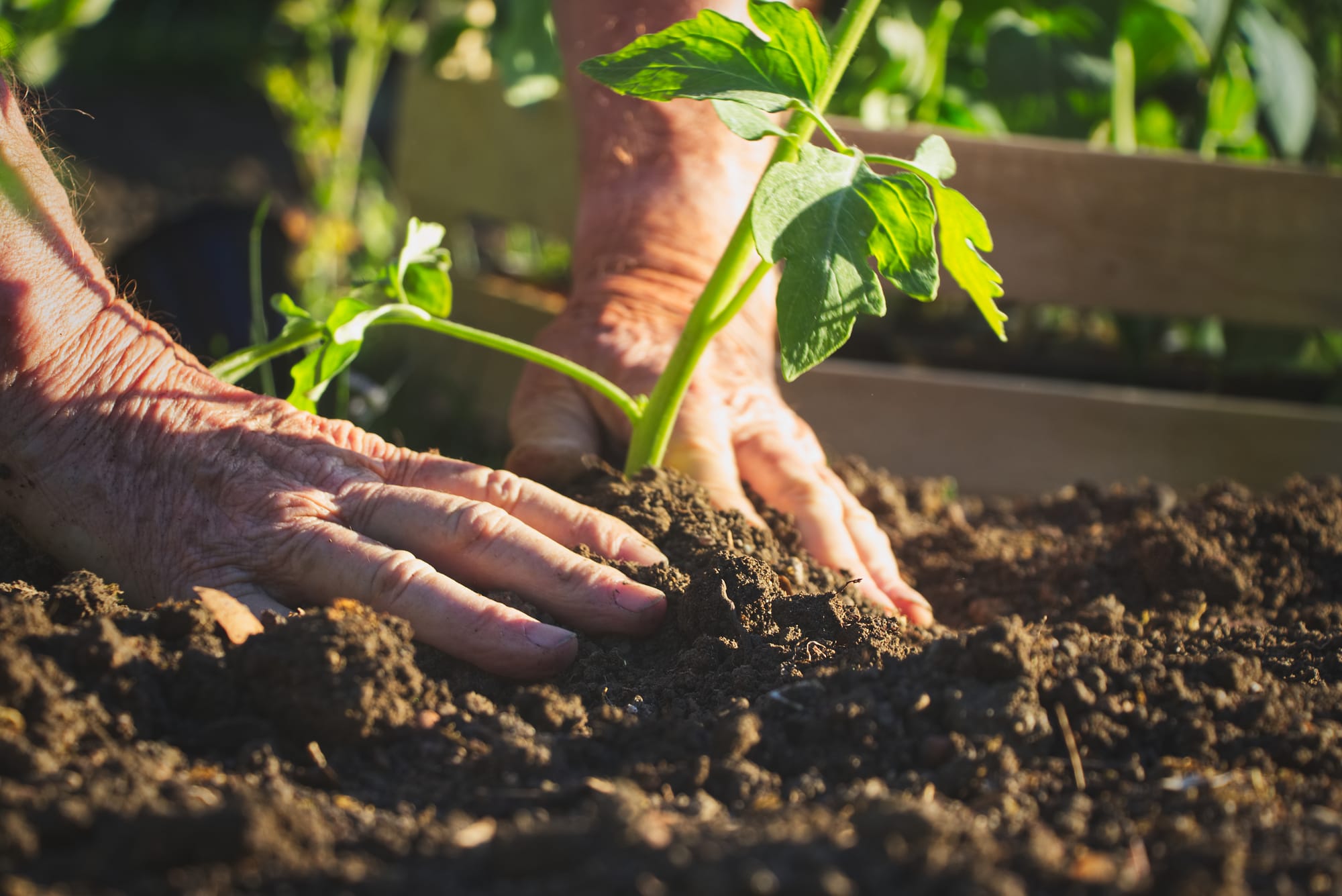🌱 שותלים נכון מההתחלה: 6 צעדים שיעזרו לצמח להיקלט