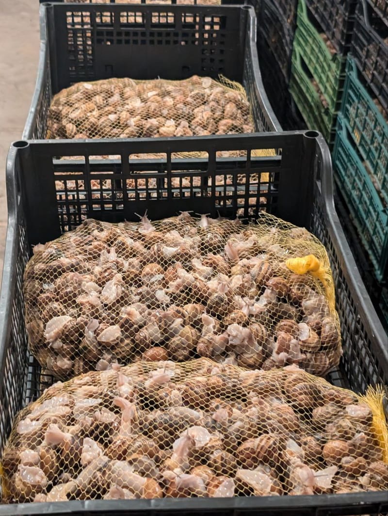 Врожай равликів