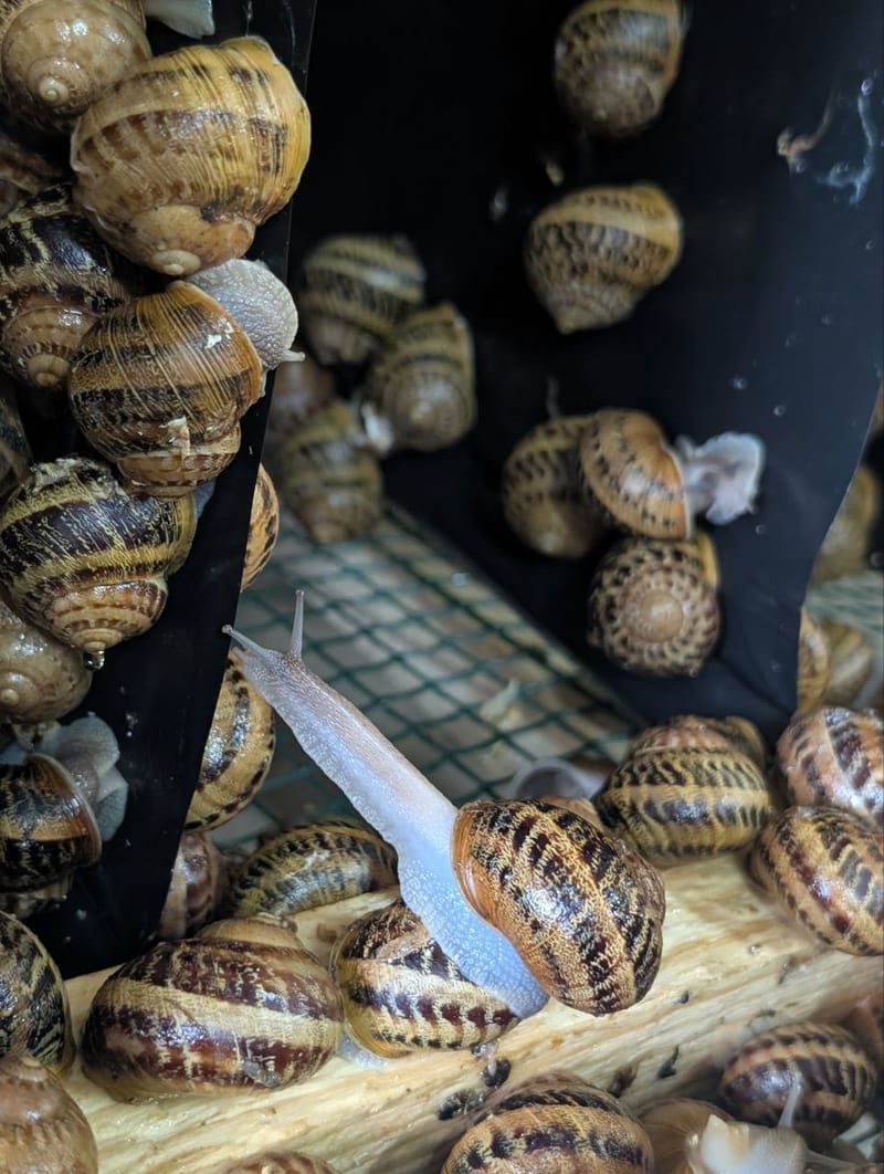 Материнське стадо