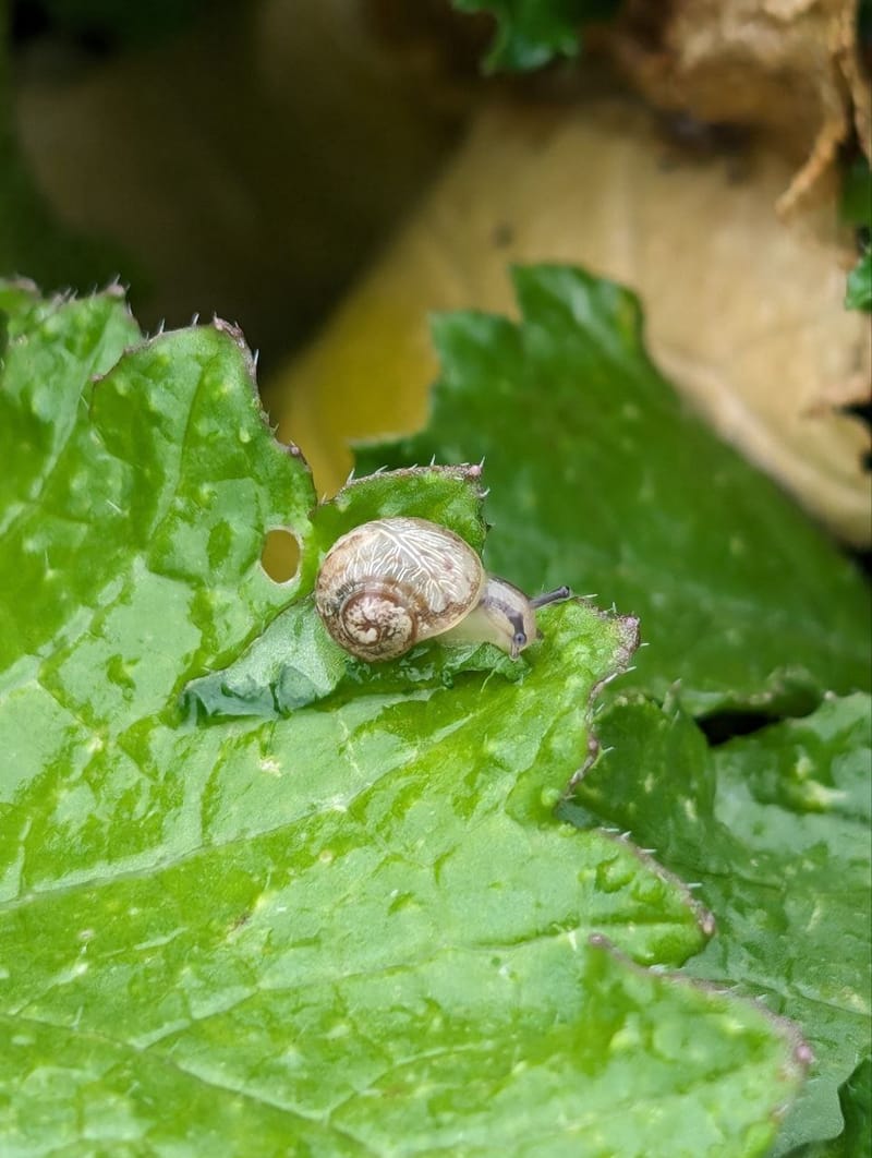 🔹 Наш перший крок у світ равликового фермерства! 🔹