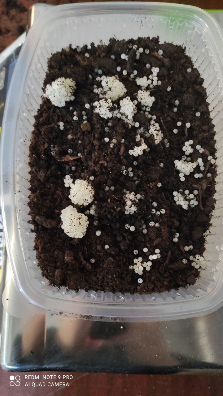 🔹 Новий урожай ікри! 🔹