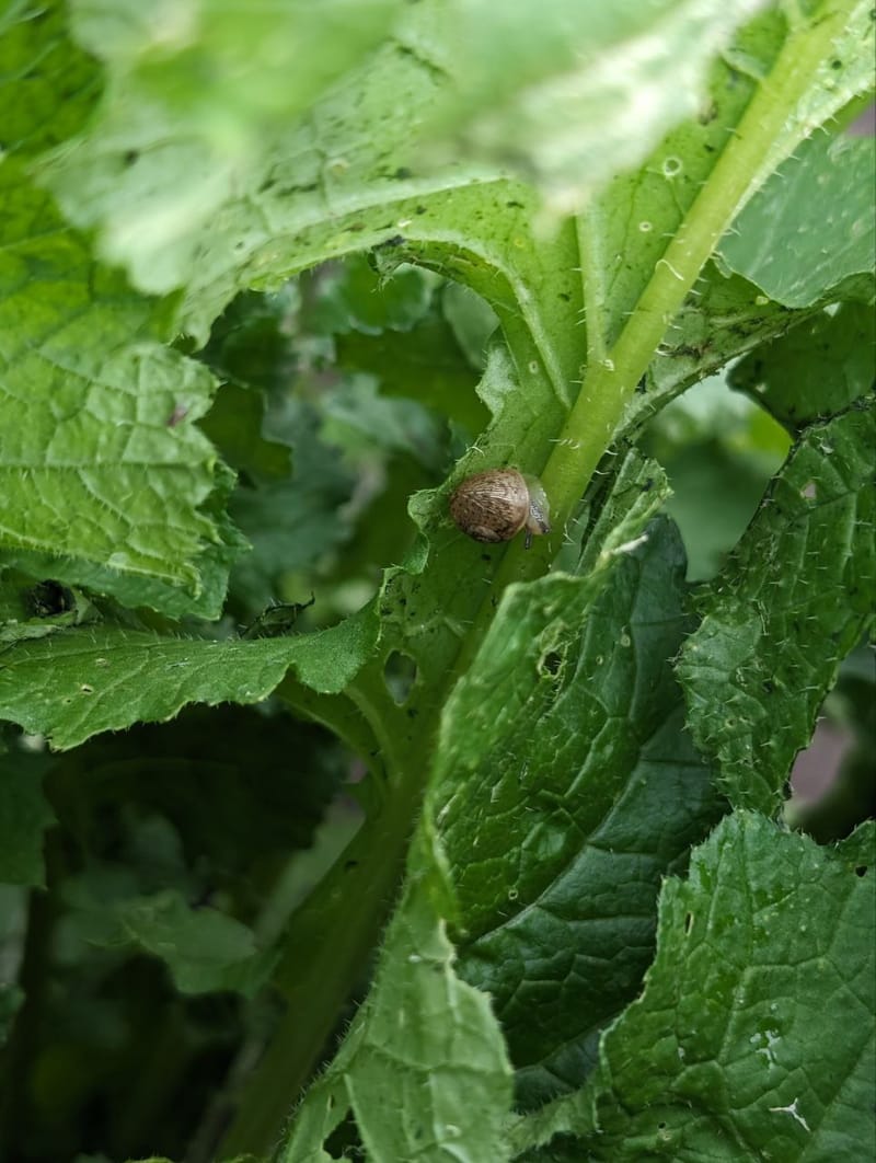 🐌 Випуск малька на поле — важлива подія для нашої ферми!