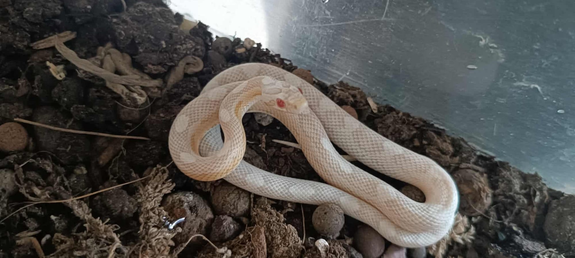 KAA