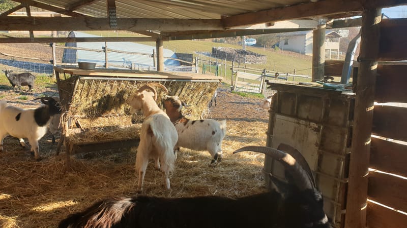 Ferme refuge les 3 Dindes