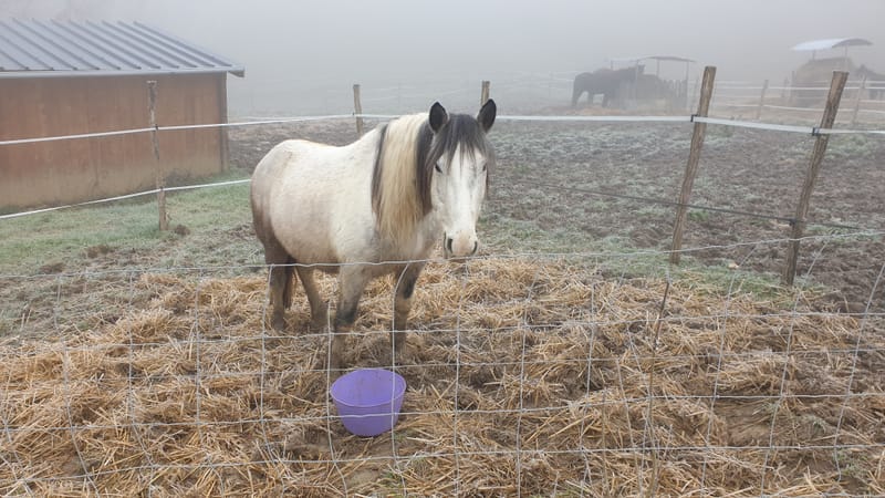 Ferme refuge les 3 Dindes