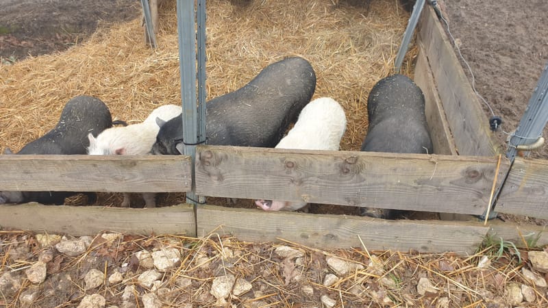 Ferme refuge les 3 Dindes