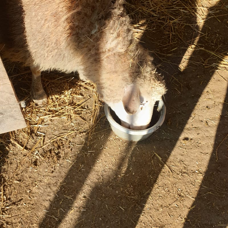 Ferme refuge les 3 Dindes