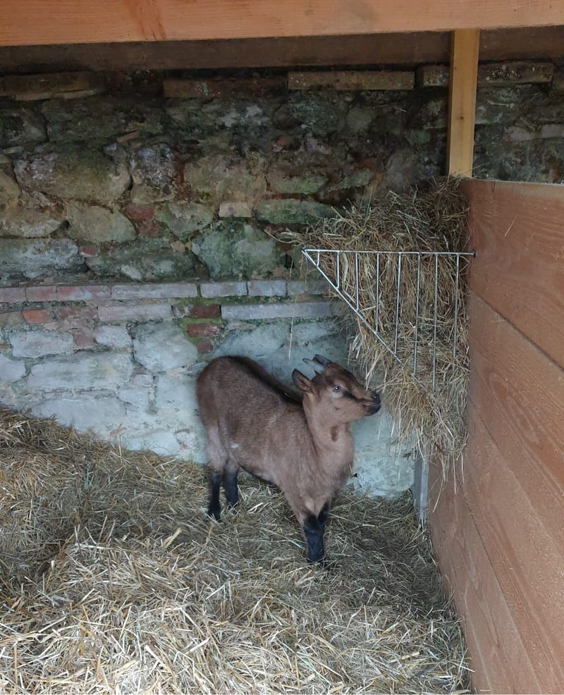 Ferme refuge les 3 Dindes