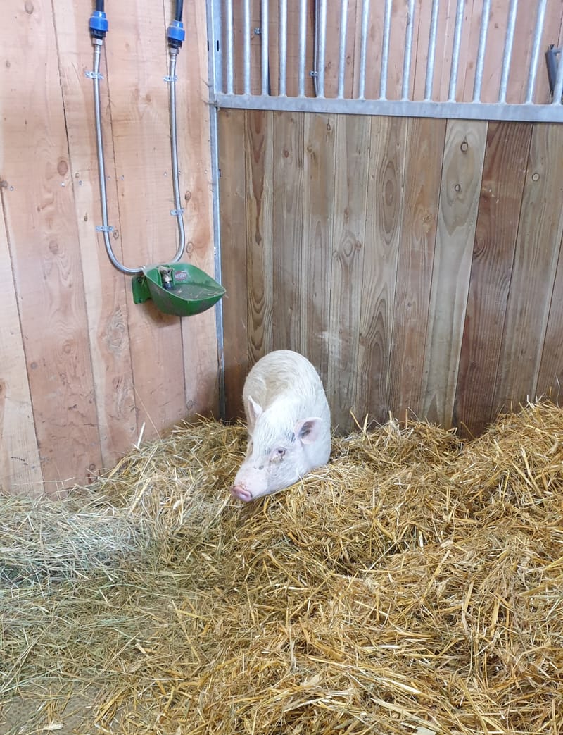 Ferme refuge les 3 Dindes