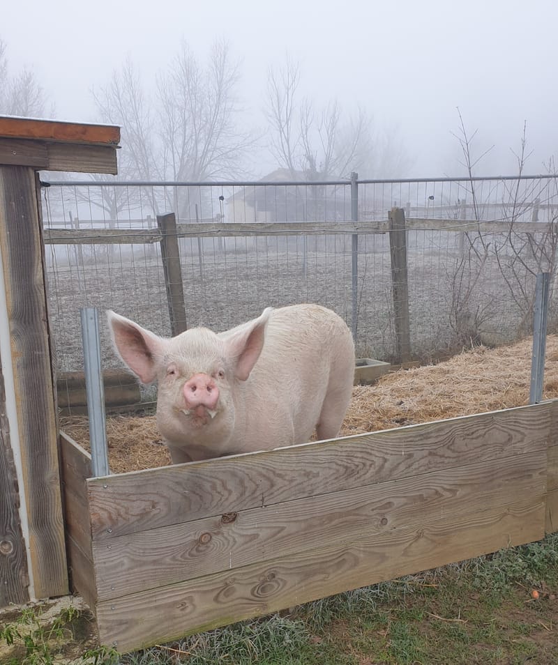 Ferme refuge les 3 Dindes