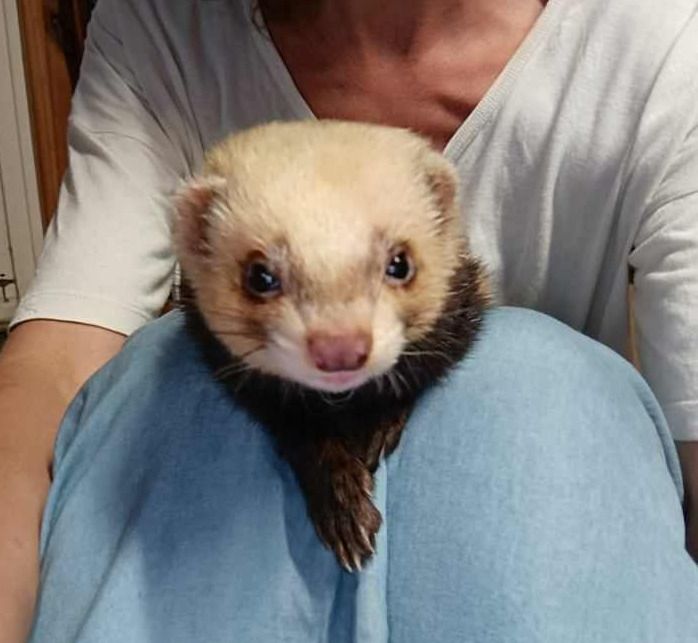 Furet