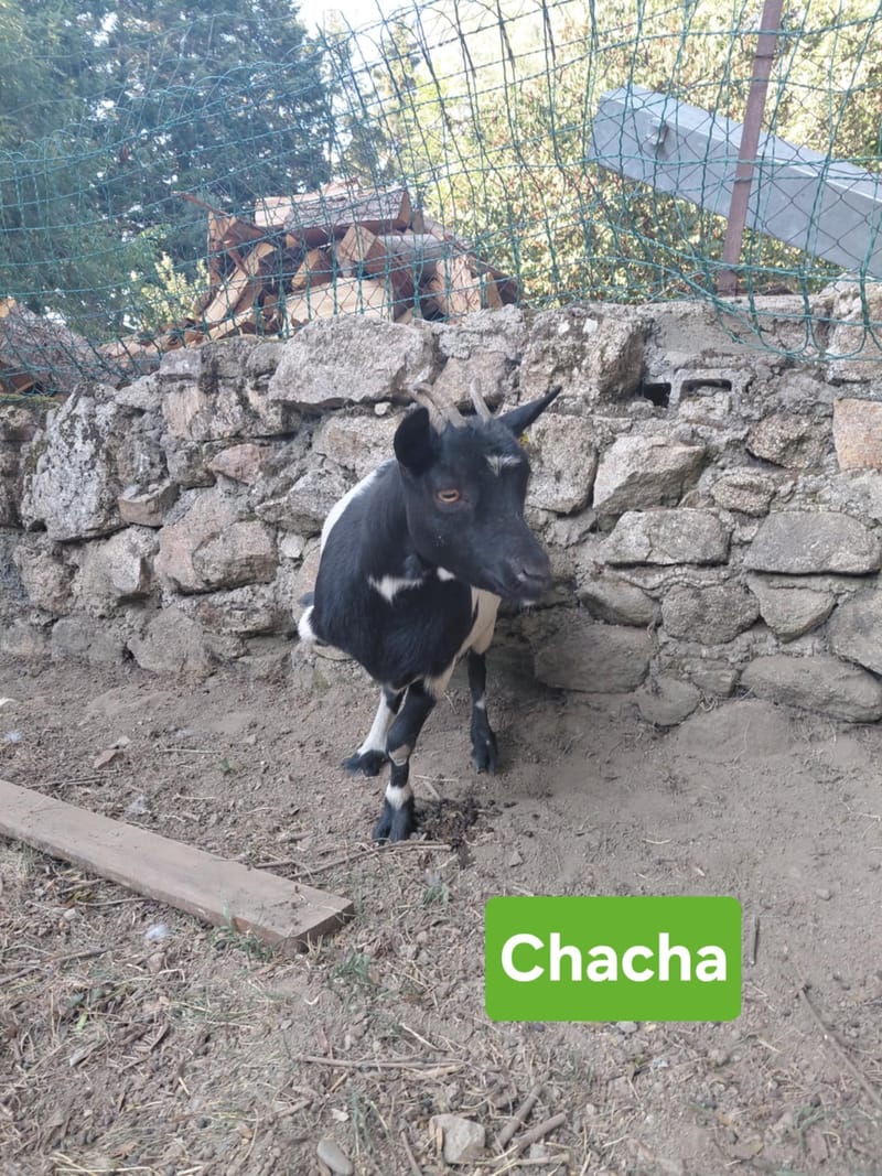 Les loulous qui nous ont quitté