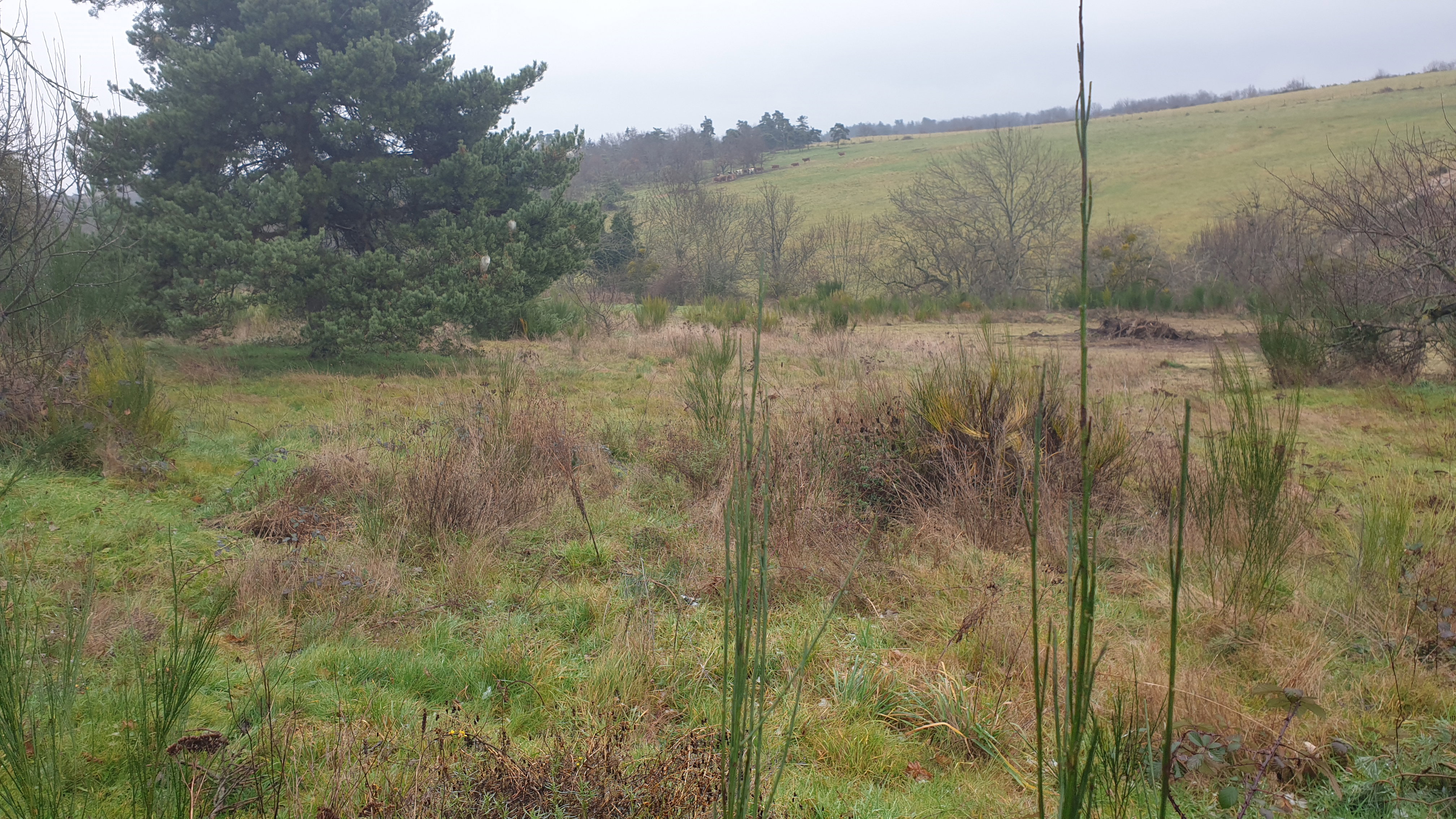 Plot 1 before