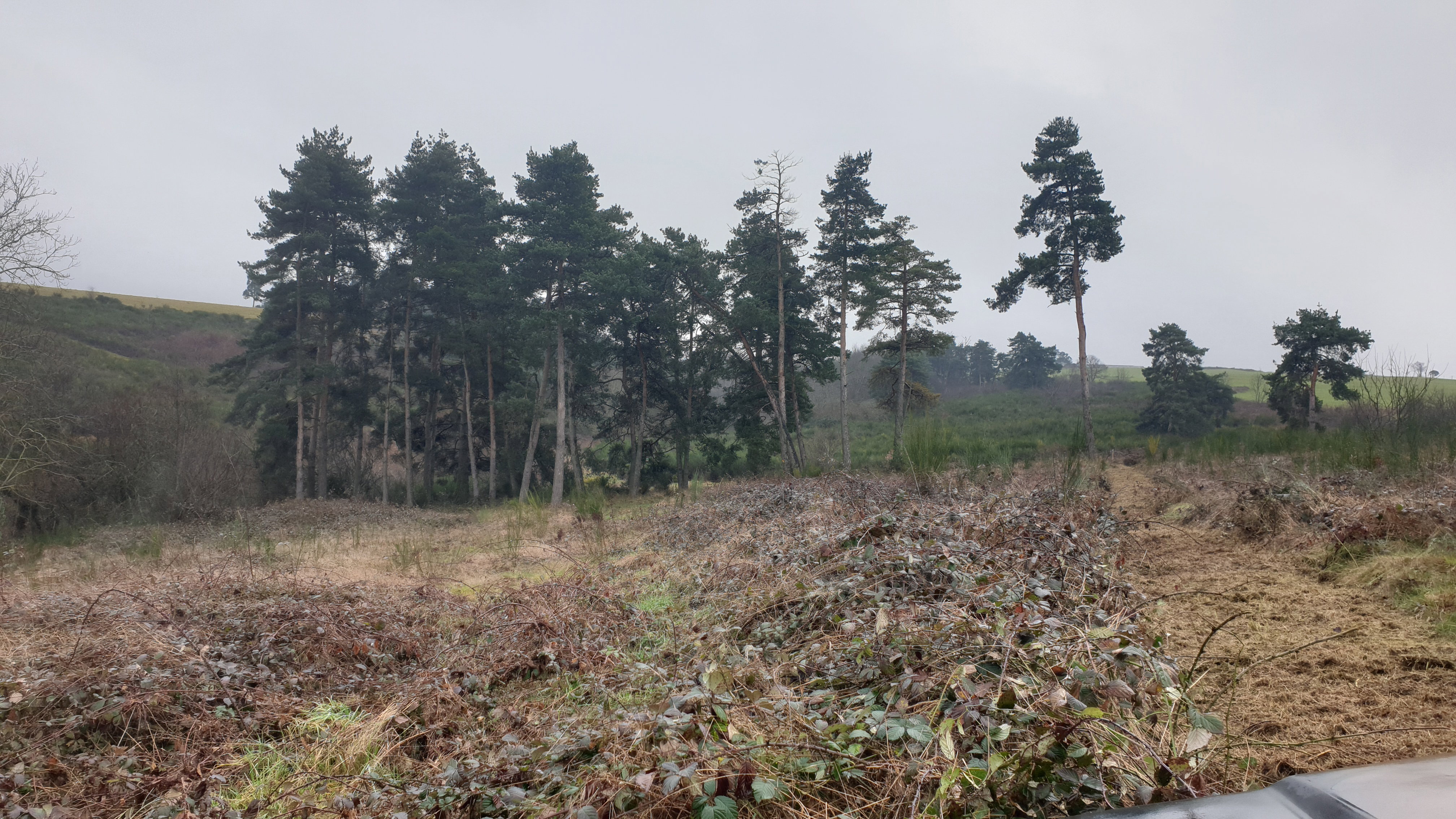 Plot 1 before