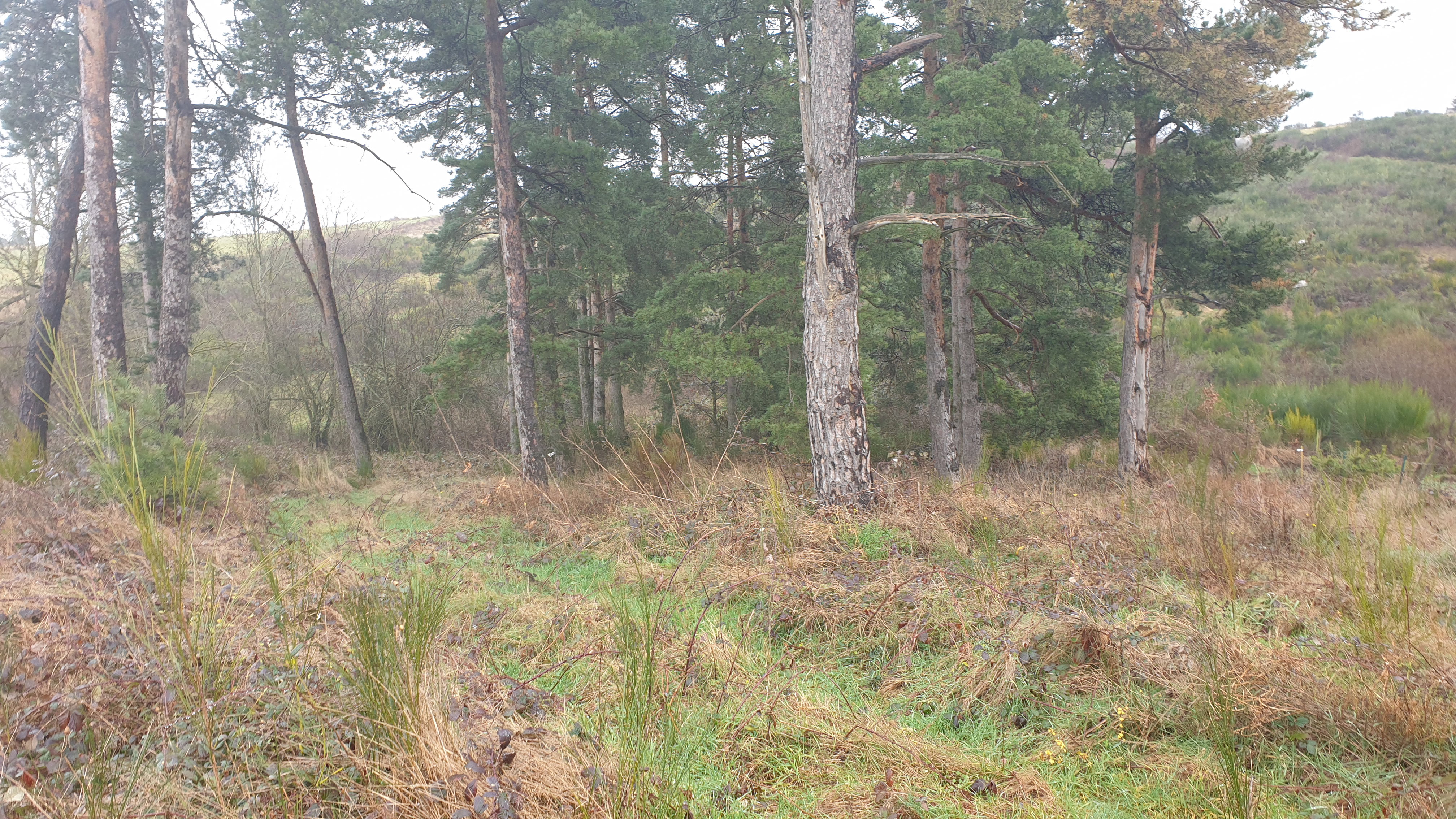 Plot 1 before