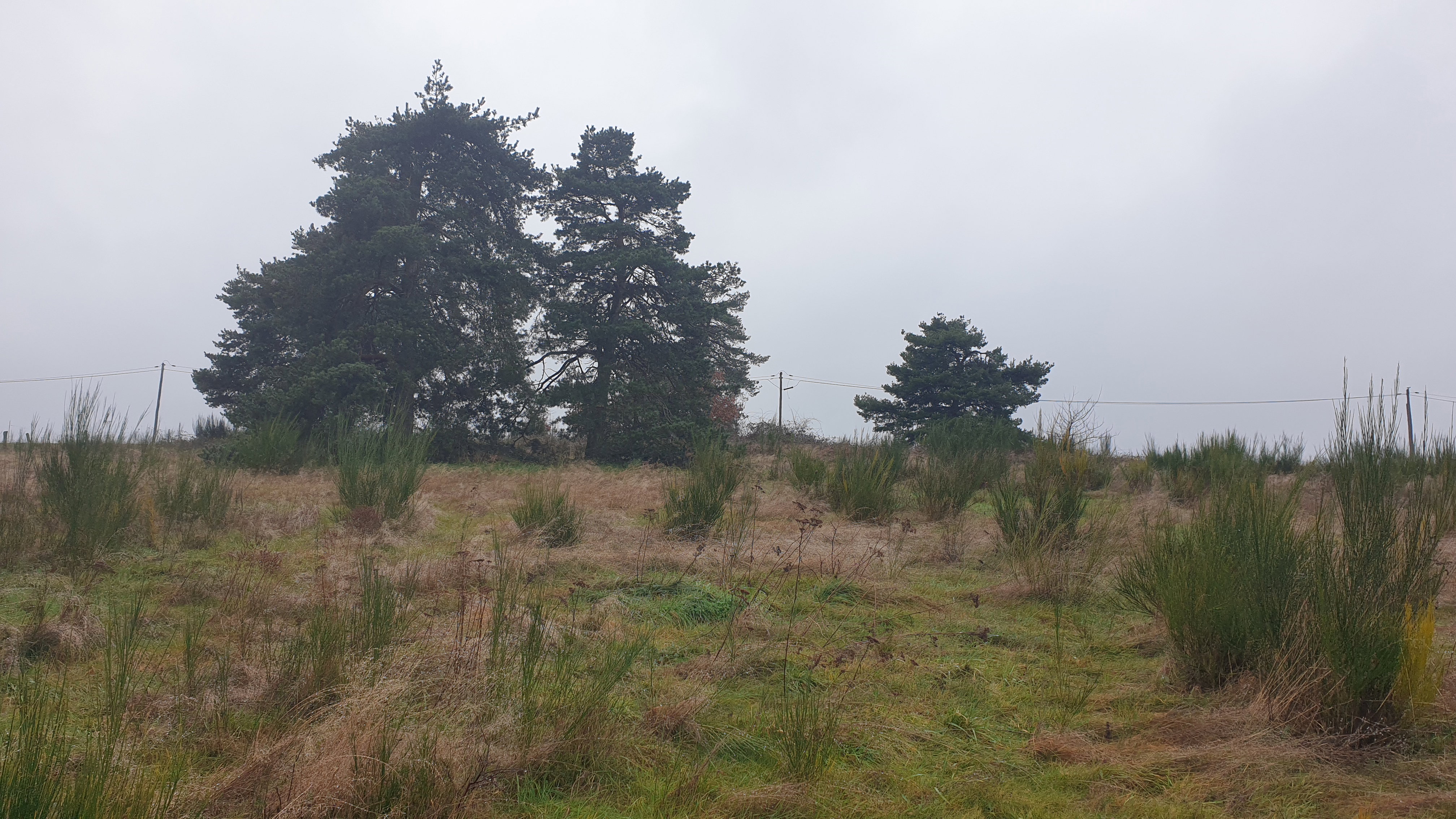 Plot 1 before