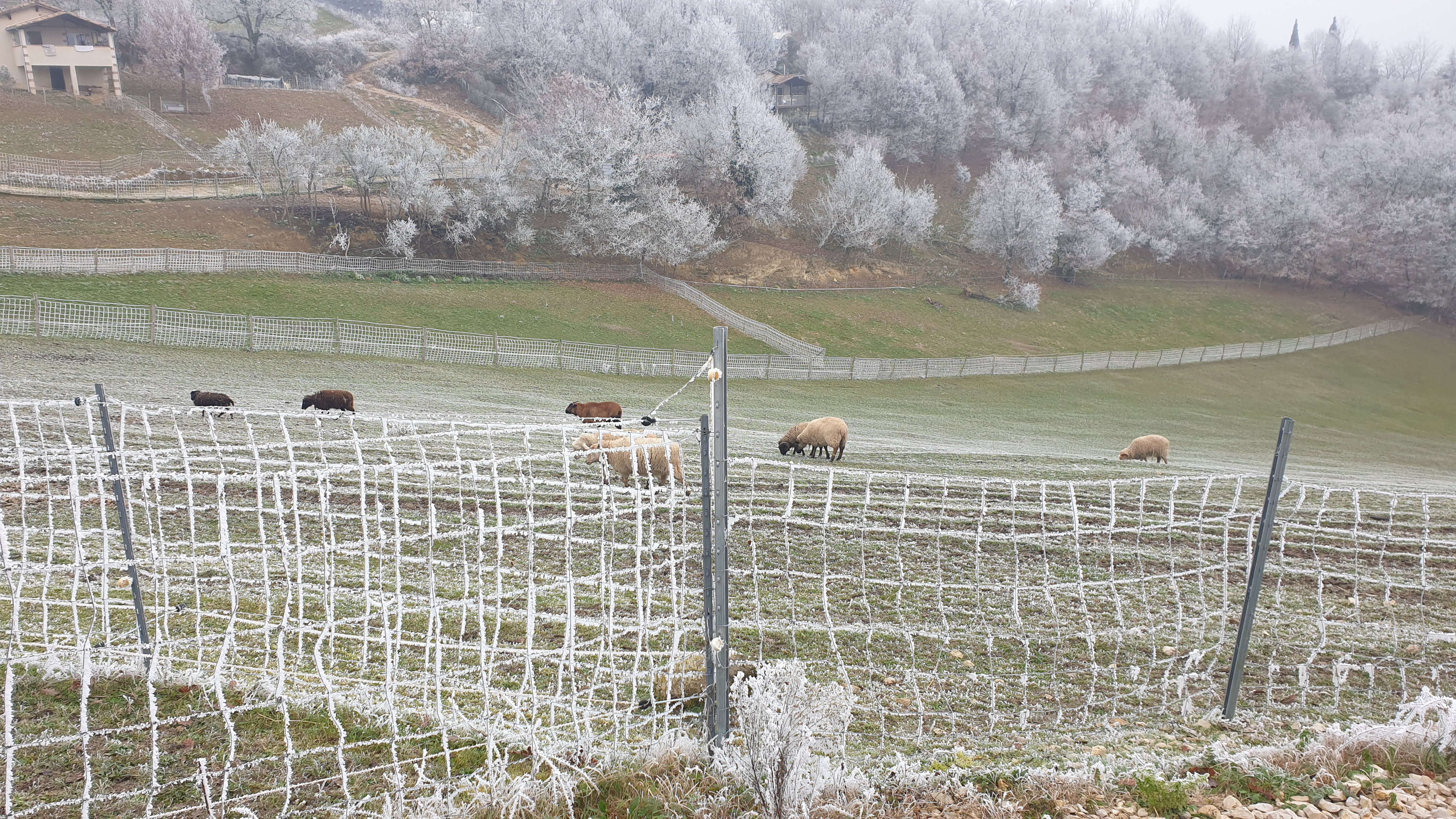 The 3 Turkeys shelter farm
