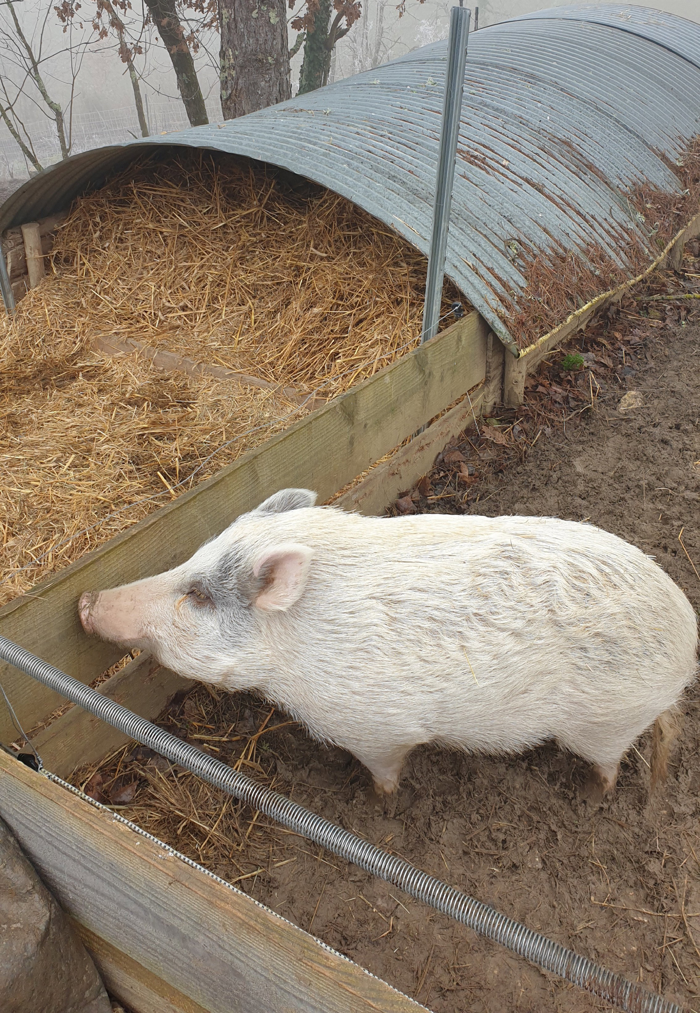 The 3 Turkeys shelter farm
