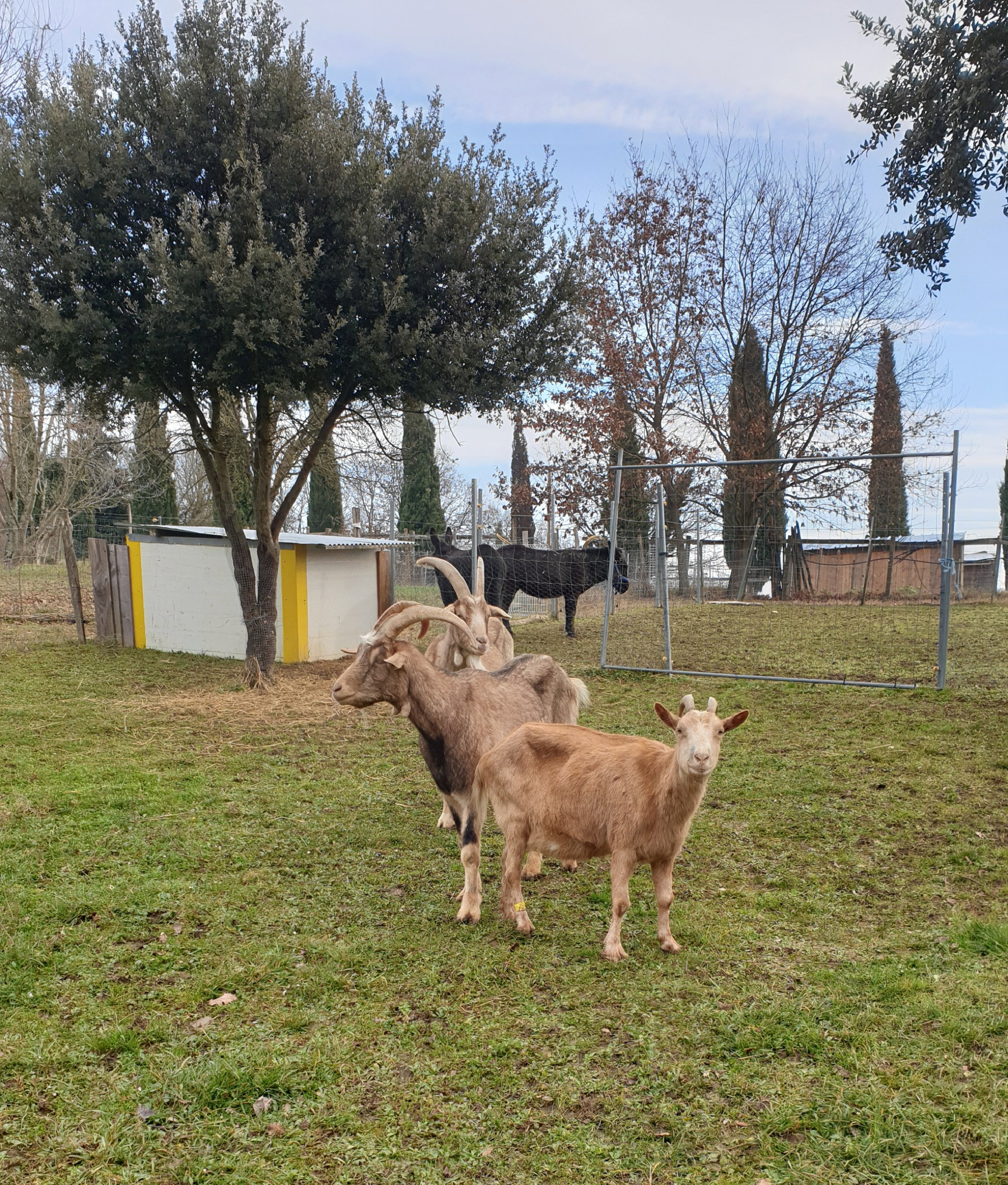 The 3 Turkeys shelter farm