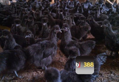 Gà Mặt Quỷ BJ388: Bí Ẩn Đằng Sau Loài Chiến Kê Đặc Biệt Này