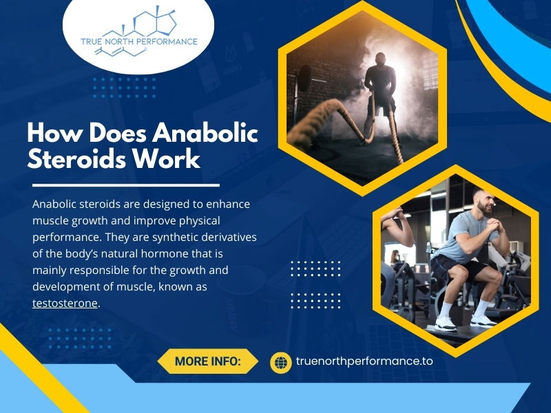 How Does Anabolic Steroids Work
