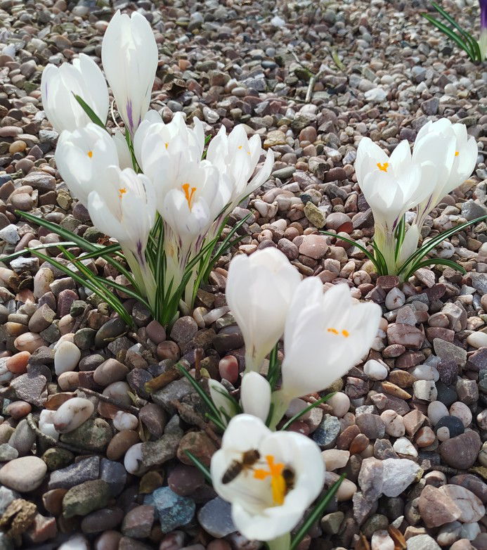 Introduction to Eye Care - April 2025