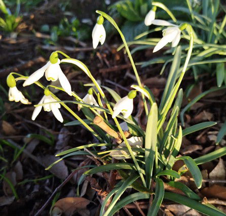 Strengthen Immune Systems Apr'25