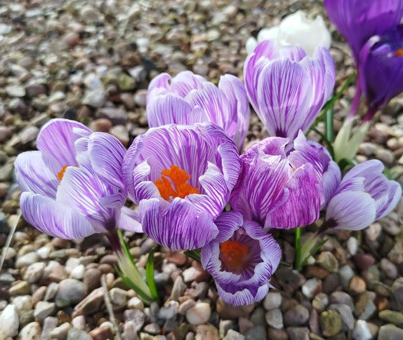 Module 2. Balanced Motions &amp; your health (online)